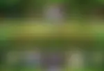 Unicorn Forest od Leap Gaming